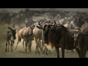 Blue Wildebeest Migration: The Greatest Show on Earth