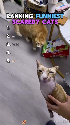 Ranking FUNNIEST Scaredy Cats! 🙀