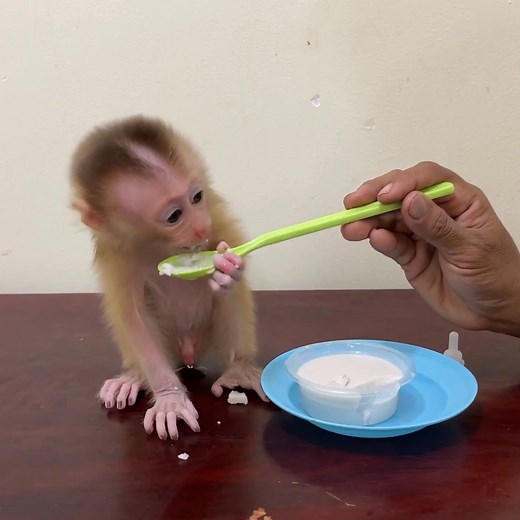 19K views · 606 reactions | OH Godnessss....!!!! Ronaldo Extremly Angry C-ry Tantrum Backward On Table Without Reason. . . #fblifestylelife #fblifestyle #fblifestylemanagement #fblifestyletyle #fblifestylechallenge #fblifestyle #reel #cute #animals #lovely #newbornbabymonkey #monkey | Cute Baby Monkey | Facebook