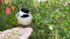 37K views · 3.5K reactions | A couple of Black-capped Chickadees visit the Hand of Snacks. The second Chickadee floofs himself up to look intimidating and warn off other Chickadees, giving him time to make a food selection | Jocelyn Anderson Photography | Facebook