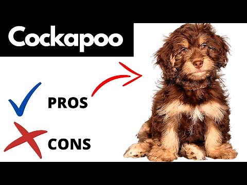 Cockapoo Pros And Cons | Should You REALLY Get A COCKAPOO?