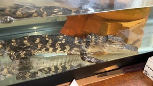 5.1K views · 27 reactions |  Yes, alligators can sleep with their eyes closed! The white, bottom eyelid comes up to cover the eye. Notice that the alligator becomes instantly awake when it feels the vibration of the tapping on the aquarium. Video Credit: Jackie Henne-Kerr | Mississippi Museum of Natural Science | Facebook