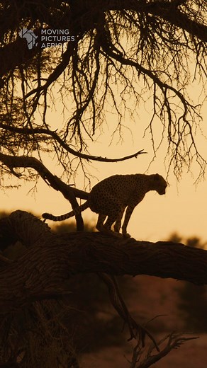 Cheetah pooping in a tree 🎥 Kgalagadi Transfrontier Park, South Africa . . . #cheetah #bigcat #kalahari #kgalagadi #safari #wildlifephotography #animals #cat #shotonred #r3d | Moving Pictures Africa