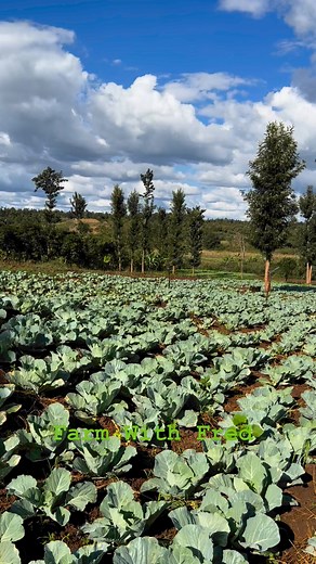 Cabbages | Farm With Fred