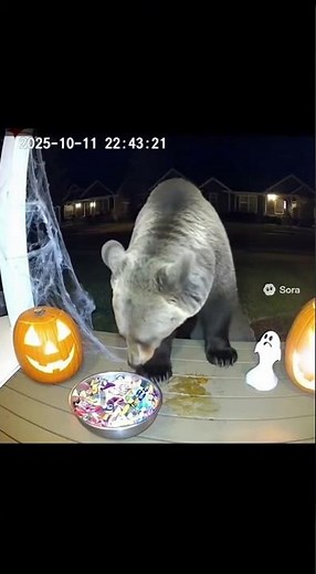 Caught on Porch Cam: Bear Gets Scared by Halloween Decorations
