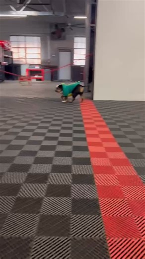 🎃Watch out.. there’s a dragon loose in the showroom! 🎃 Happy Halloween from AP Vintage Motors | AP Vintage Motors