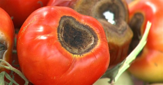 Backyard Farmer:Blossom End Rot and Spruce Disease