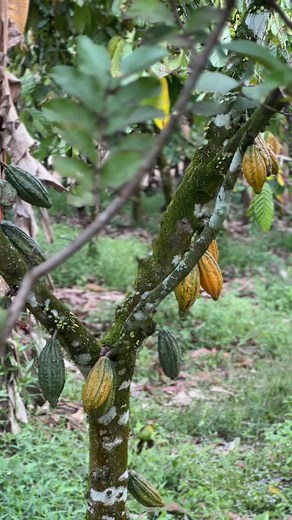 Terve Chocolate Bandung on TikTok