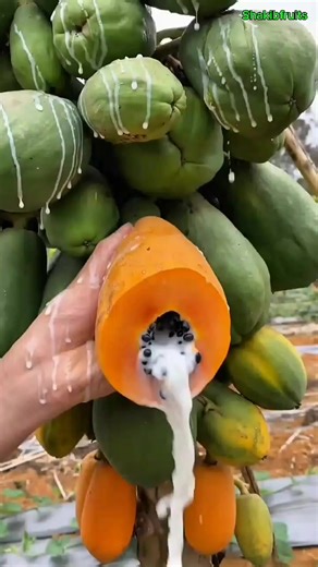 Explore the Beauty of Nature's Fruits in a Garden