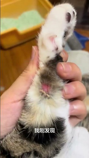 Cat's Ringworm: My Journey to Healing & Prevention Tips