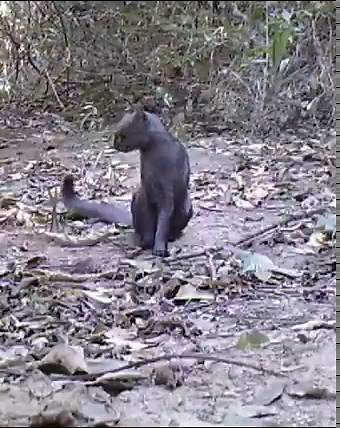 🐱🐆😯♥️Yaguarundí, el felino primo del puma que solo habita en América Latina y en Traslasierra tiene su mayor refugio en Córdoba Es uno de los más exóticos y solo puede verse en nuestro continente. El Yaguarundí es conocido científicamente como Herpailurus Yagouaroundi. Fue investigado por primera vez por Étienne Geoffroy Saint-Hilaire, un naturalista francés. Su nombre deriva del guaraní y significa "gato de cuatro patas". Habita únicamente en América Latina siendo México el país que mayor ca