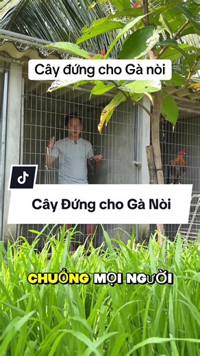 Để Ý Cây đứng cho Gà .#Traiga #ganoi #gatrebac #tofarm #caydungchoga