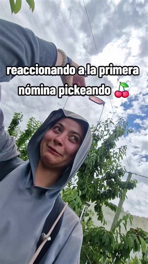 de nzd a euros son 500 euros cada uno x 42 horas y media y haciendo entre los dos 34 cubos extra (los pagan aparte). esta muuuuuuuy bien pero no quise hacer cálculos y q la nómina me sorprendiera, y me sorprendió. pero siempre SUPER AGRADECIDA🙏🏻🙏🏻🙏🏻🙏🏻🙏🏻 #nz #cherry #nomina