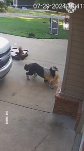 3.9M views · 45K reactions | Heroic cat saves chicken friend from dog attack | Bored Panda Animals | Facebook