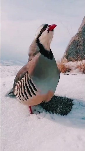 different birds sounds #beautifulbirds #differentbirds #birds #virelvideo