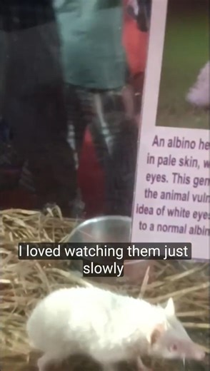 Hedgehogs - “Nature hides magic in the smallest creatures.”