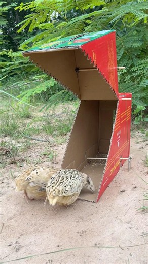 Technique Unique DIY Quick Quail Trap Using Cardboard Box #survival #Outdoors#bushcraft