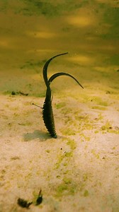 Built for Versatility - Loaded With Presence | 6th Sense Fishing