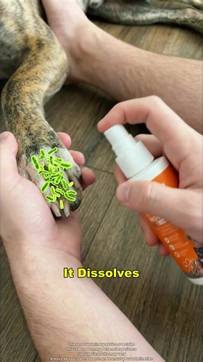 If you care about your dog, you have to listen to this🐾‼️#puainta #puaintaus #TikTokShopHolidayHaul #yeastinfection #dogskinhealth @PUAINTA.US