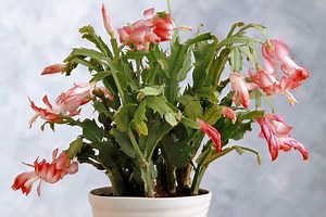 How to Grow a New Christmas Cactus from Cuttings