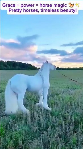 Pretty Horses Compilation | Majestic & Beautiful Horses in Action #heartwarming #petshorts #horses