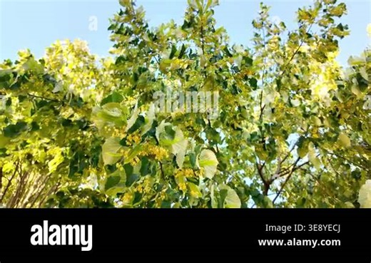 Lush linden tree blossoms against clear blue sky. Tilia tomentosa, silver linden, silver lime Stock Video Footage - Alamy
