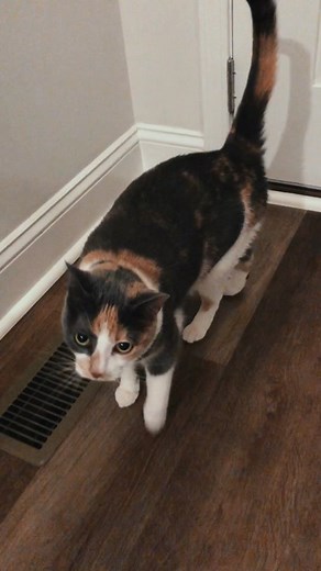 Ally doing her cat walk #catwalk #allythecat #catsoftiktok #allycali