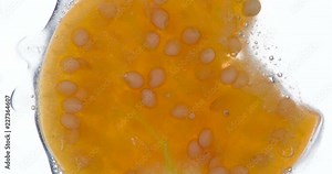 Crush the Ripe Physalis Berry. Physalis berries are compressed and crushed close-up on a bright white background, creating a juicy burst of pulp and seeds. Shooting at 120fps