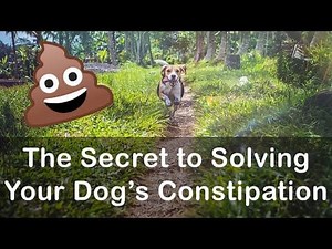 How Much Psyllium Should We Give Our Dogs?