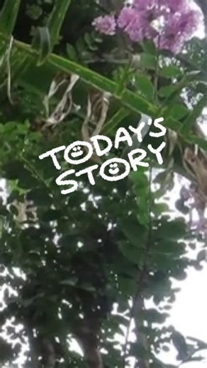 A juvenile Carpet Python had a hard time to hide! Could not move fast - a big bulge! Hide and seek for two hours! Survived...... #carpetpython #moreliaspilota #canonpowershotsx70hs #canonsnakes | Linda Hansbauer