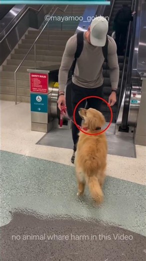 No Pets on the Escalator... So He Did This! 🐕❤️#shots