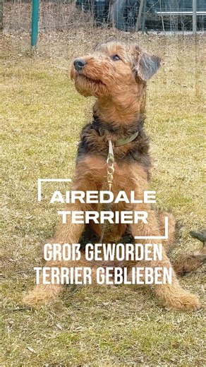 Airedale Terrier: vom Rattenfänger ins Management
