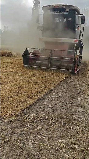 Harvester Machine Reaping Lodging Wheat Crops !