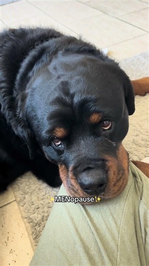 Right?🤭🤭 #rottweiler #dogs #pets