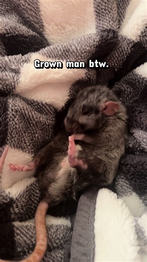fiona apple moment. #rats #petrats