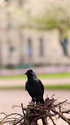Mysterious Rook Observing… 🐦🖤
