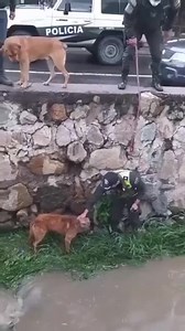 39K views · 1K reactions | She was in a frightened state. Her best...