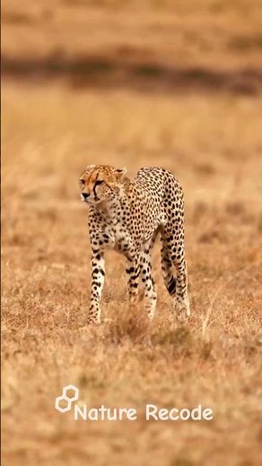 Cheetah Hunt in Slow Motion Ultimate African Savanna Chase Documentary #wildlife