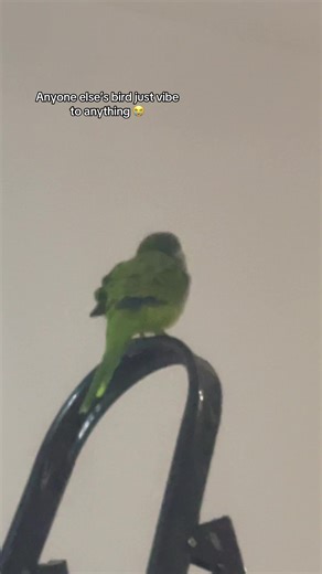 Quaker Parrot Vibes to Music: A Cute Animal Video