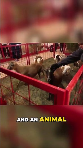 Kentucky Holiday Magic: Southern Lights Festival & Family Fun!