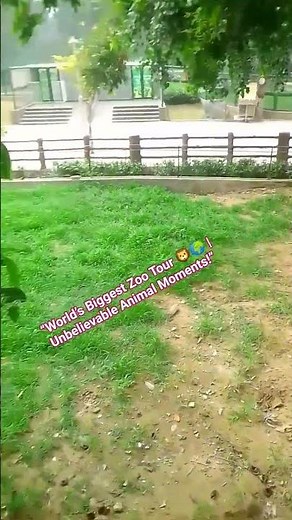 “World’s Biggest Zoo Tour 🦁 | Amazing Animals You’ve Never Seen Before!” #wildlifeparadise