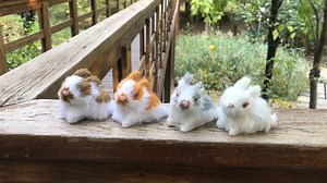 Watch Four Mini Rabbits on Amazon Live