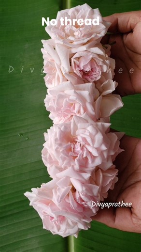 Divyaprathee Jewellery BridalArtsandcrafts | Super idea🤩How to string rose flowers without Thread/rose flower garland/roja poo malai/Hawaiian lei @divyaprathee1 #rose #rosegarland... | Instagram
