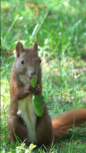 Eichhörnchen essen Gras?!