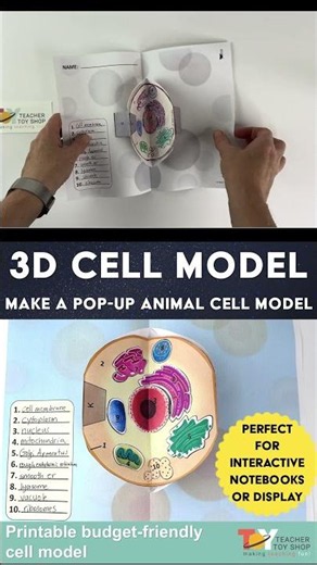 Cells, Organelles & Cell Structure & Function in a 3D Animal Cell Model Activity #teachertoyshop