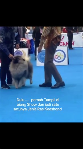 Rescue Keeshond: Perjalanan Menuju Kebahagiaan