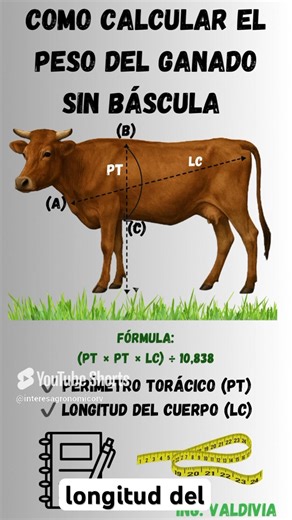 151K views · 1K reactions | Cómo calcular el peso del ganado sin usar...