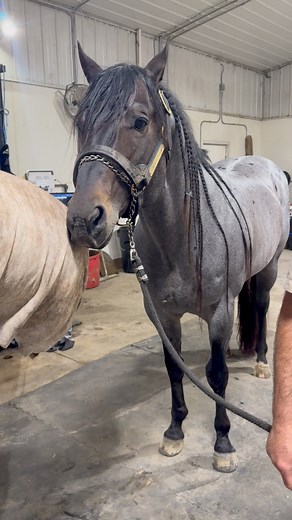 A Dash Ta Streak only has a few more collection days left! Make sure to reach out if your mare is still needing a date💪🏼 | A Dash Ta Streak