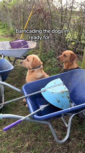 Morning Routine with Our Dogs