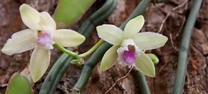 Vanilla Extract: A Natural Insect Repellent | DoItYourself.com